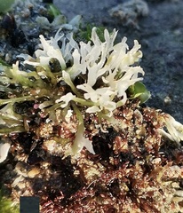 Chondrus