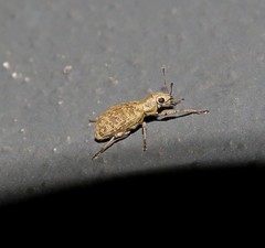 Plectrophoroides humeralis