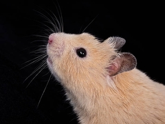 Mesocricetus auratus