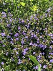 Glechoma hederacea