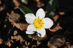 Hesperochiron pumilus