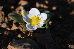 Hesperochiron pumilus