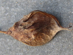 Lespedeza cyrtobotrya