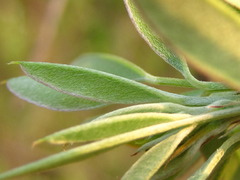Lespedeza maximowiczii