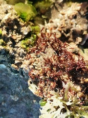 Chondrus