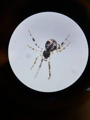 Cryptachaea blattea