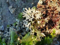 Chondrus