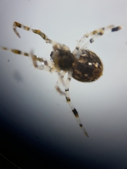 Cryptachaea blattea