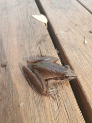 Litoria watjulumensis