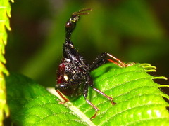 Paracycnotrachelus chinensis