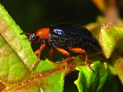 Plagiosterna adamsii