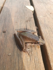 Litoria watjulumensis