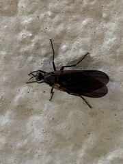 Rhamphomyia longicauda