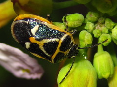 Eurydema gebleri