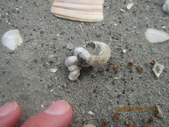 Thylacodes zelandicus