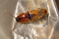 Drasterius agnatus