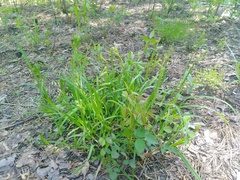 Carex oxylepis pubescens