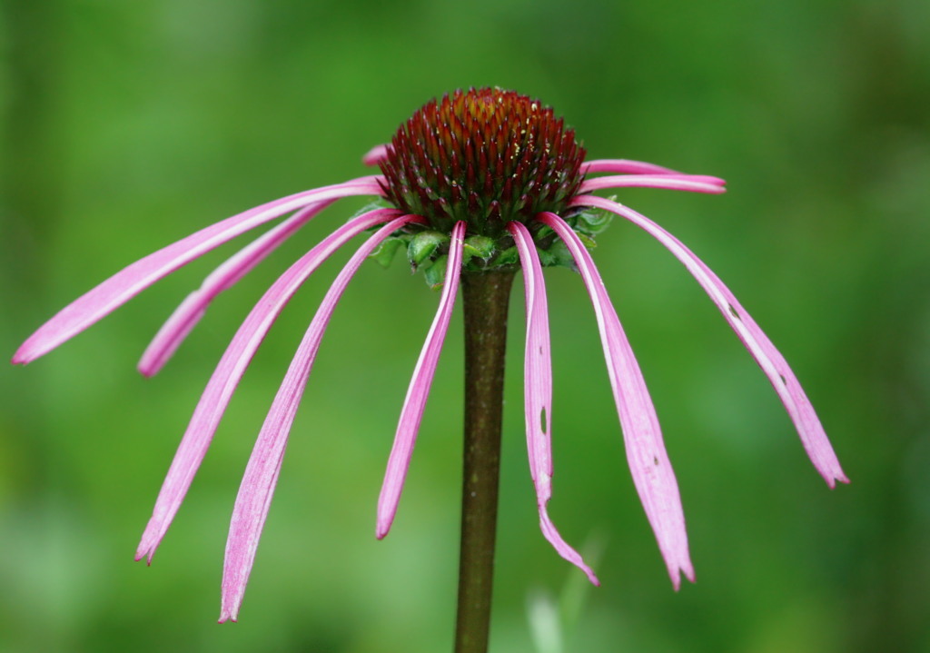 Echinacea laevigata