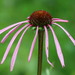 Echinacea laevigata - Photo (c) Patrick Coin, algunos derechos reservados (CC BY-NC-SA)