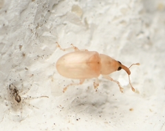 Notolomus basalis