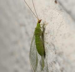 Chrysopodes collaris