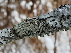 Menegazzia subsimilis