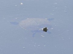 Trachemys venusta cataspila