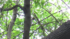 Melanerpes aurifrons