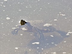 Trachemys venusta cataspila