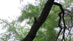 Magnoliopsida