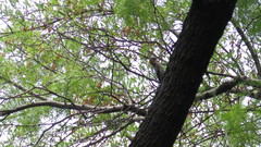 Melanerpes aurifrons