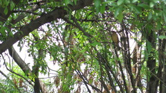 Turdus grayi