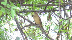 Turdus grayi