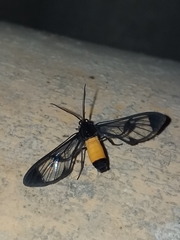 Cosmosoma stibosticta