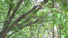 Turdus grayi