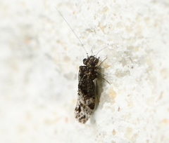 Trichadenotecnum pardus