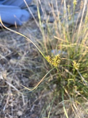 Juncus occidentalis