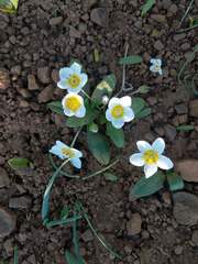 Hesperochiron pumilus