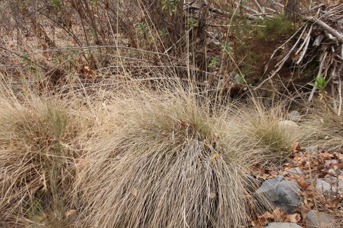 deergrass (Muhlenbergia rigens)