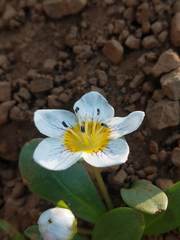 Hesperochiron pumilus