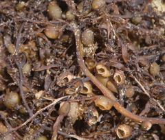 Sargassum sinclairii