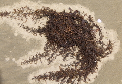 Sargassum sinclairii