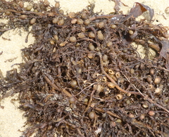 Sargassum sinclairii