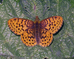 Boloria epithore
