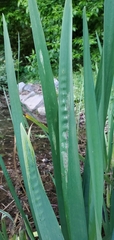 Iris foetidissima