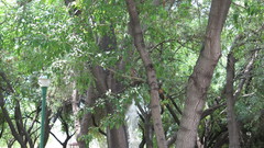 Zenaida asiatica