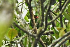 Chlorornis riefferii