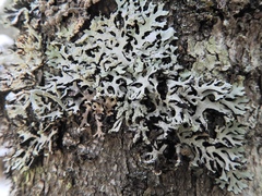 Hypotrachyna croceopustulata