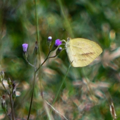 Eurema herla