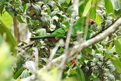 Chlorornis riefferii